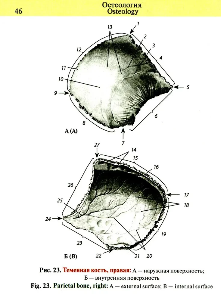 Kabatas anatomijas atlants