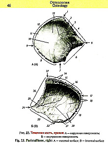 Kabatas anatomijas atlants