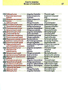 Kabatas anatomijas atlants