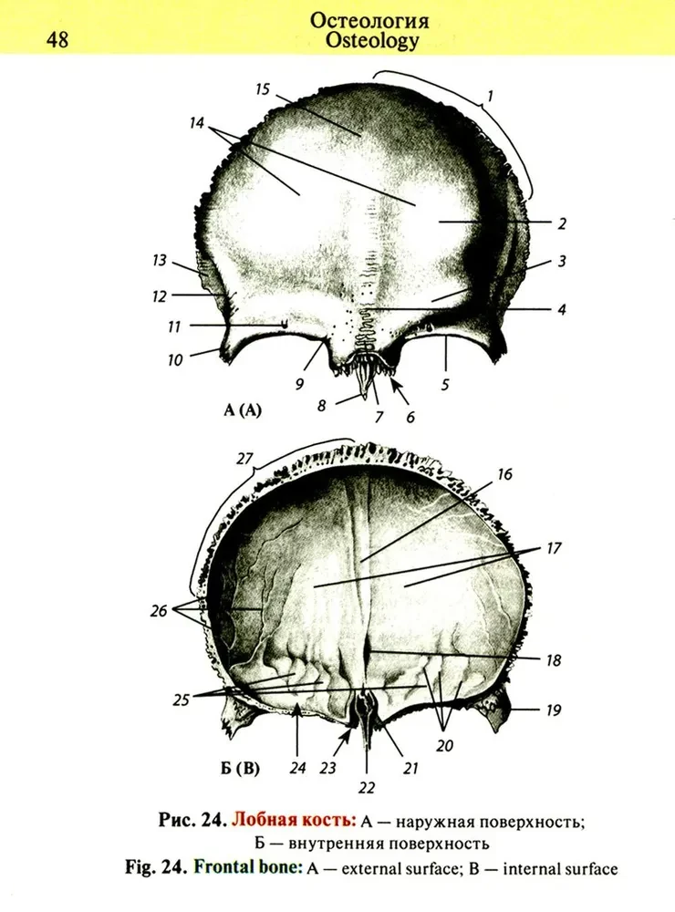 Kabatas anatomijas atlants
