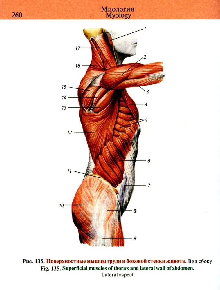 Kabatas anatomijas atlants