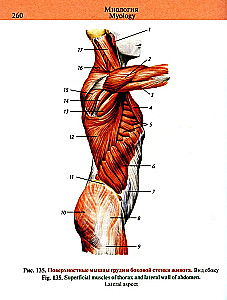 Kabatas anatomijas atlants