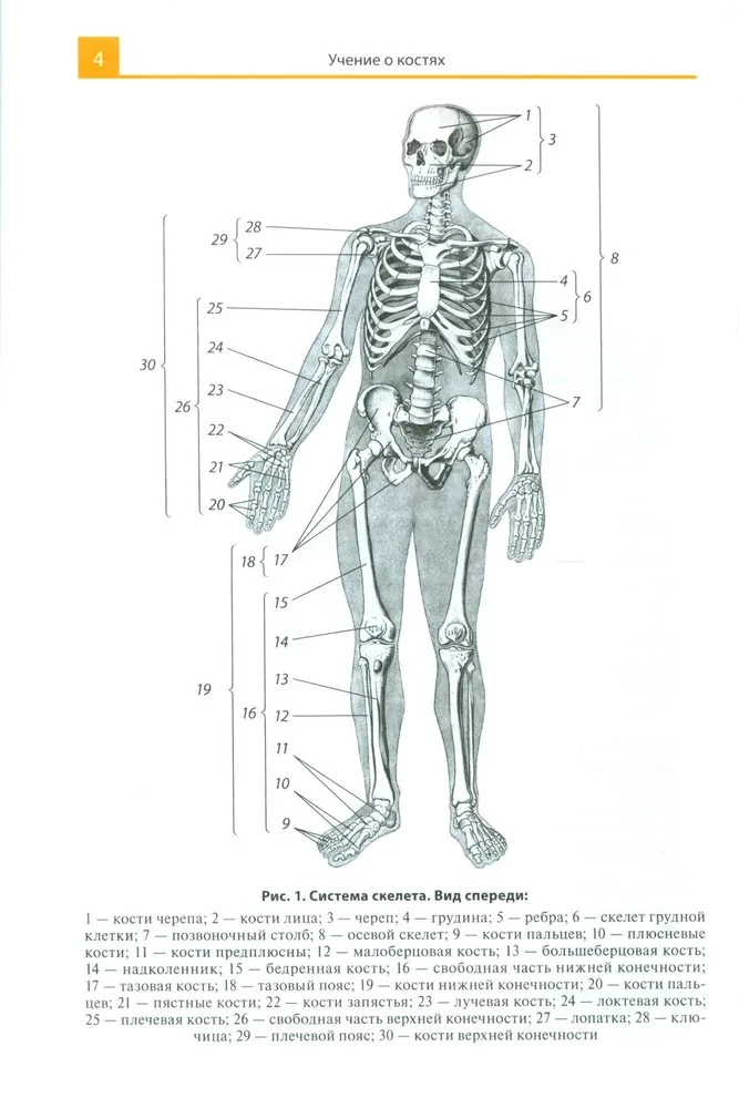 Anatomijas atlants medicīnas skolām