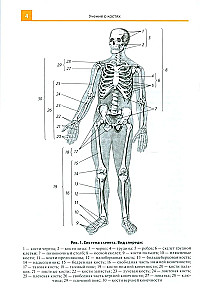 Anatomijas atlants medicīnas skolām