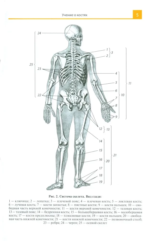 Anatomijas atlants medicīnas skolām