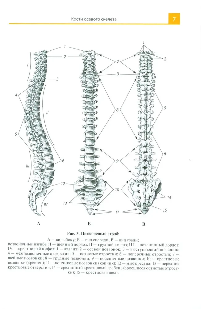 Anatomijas atlants medicīnas skolām