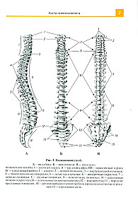 Anatomijas atlants medicīnas skolām