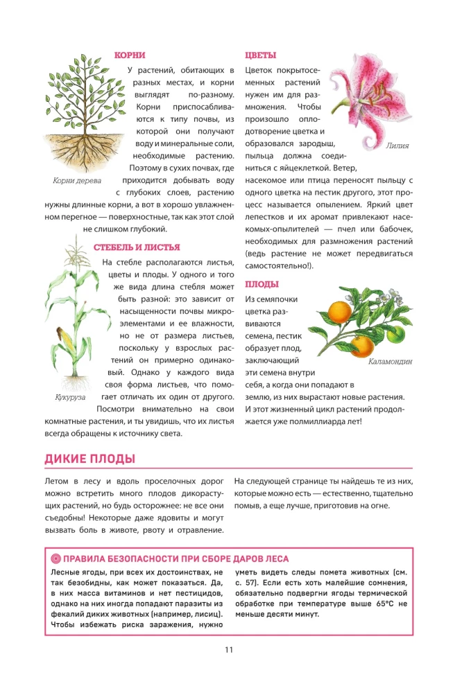 Piedzīvojumu meklētājs. Jaunā ceļotāja rokasgrāmata. Kā jautri un droši pavadīt laiku dabā