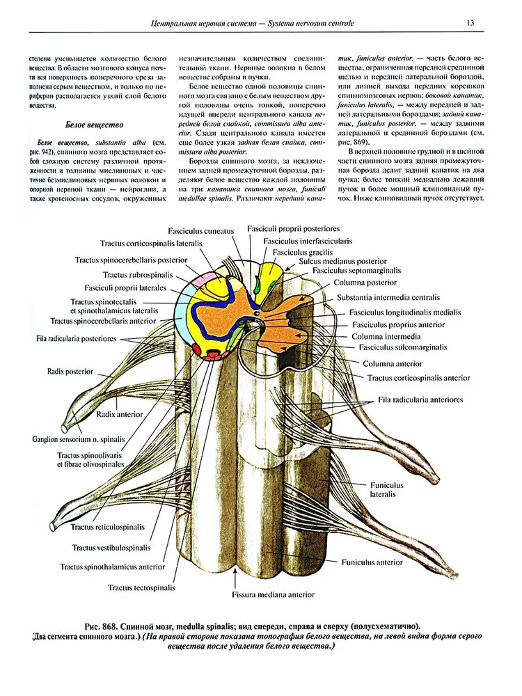 Атлас анатомии человека в 3-х томах. Том 3