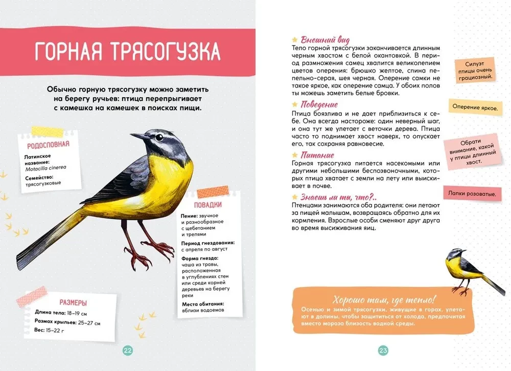 Птицы