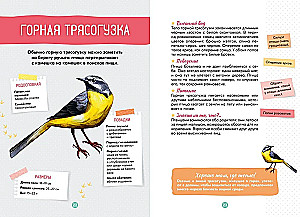 Птицы