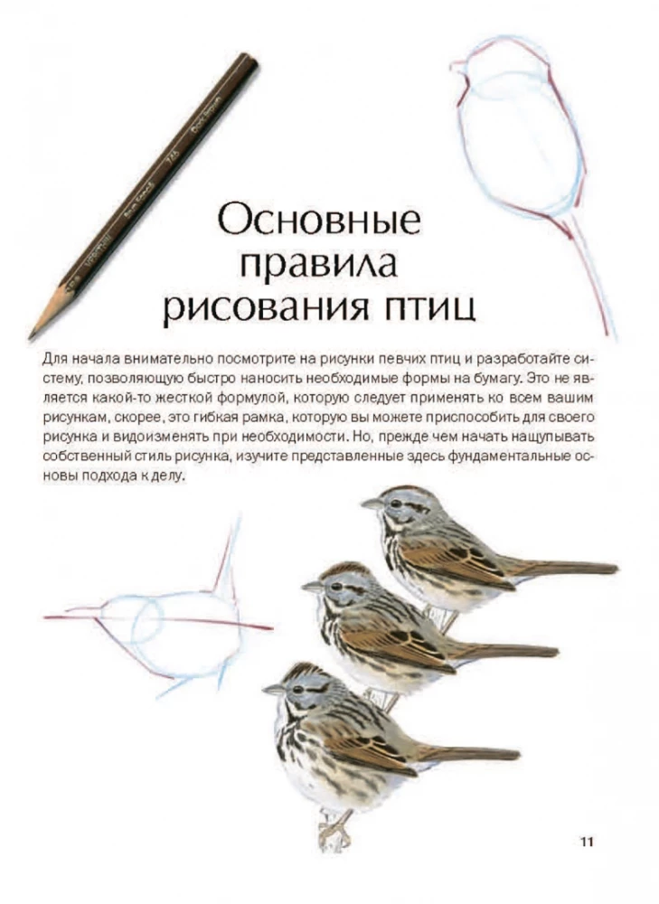 Как рисовать птиц