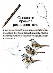 Как рисовать птиц