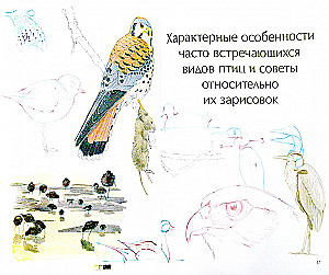 Как рисовать птиц