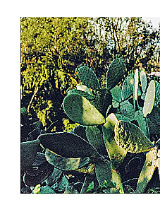 Vabi-sabi. Viesmīlība japāņu gaumē