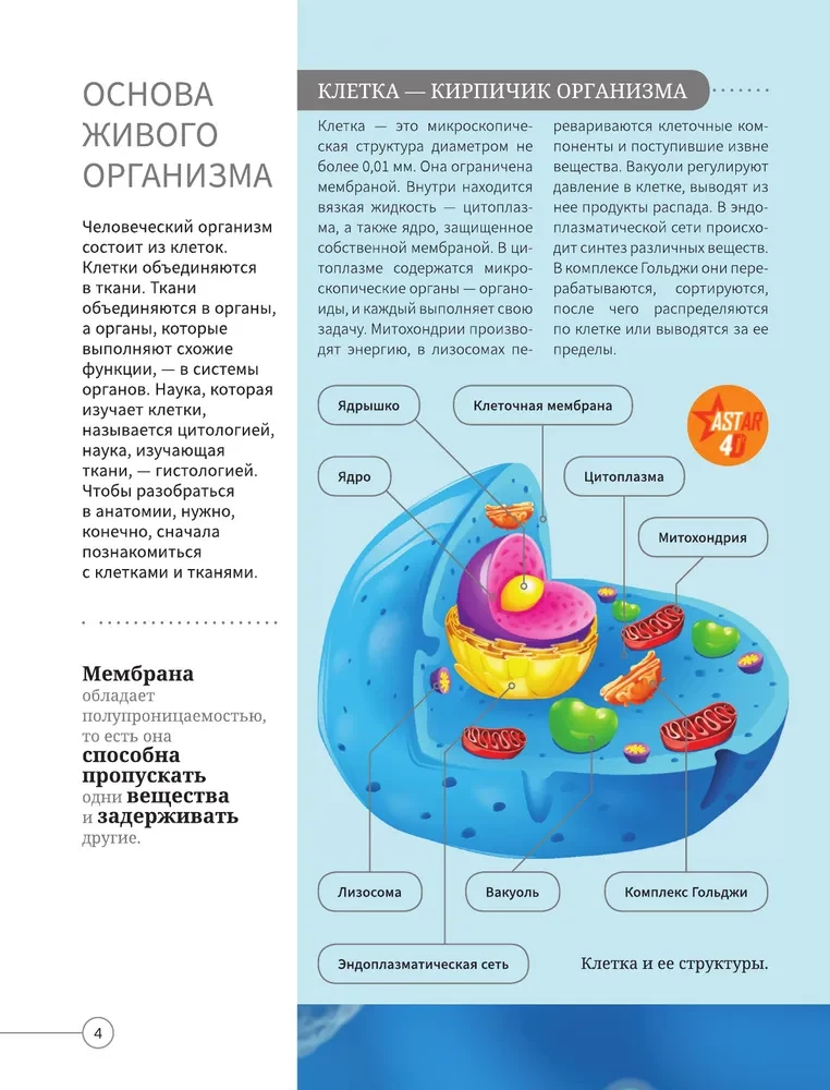 Всё о теле человека