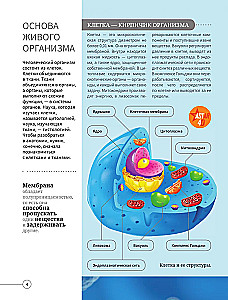 Всё о теле человека