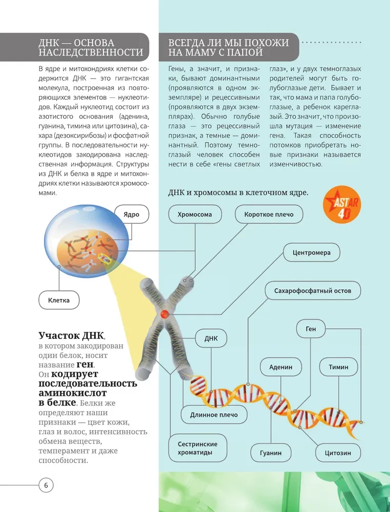 Всё о теле человека