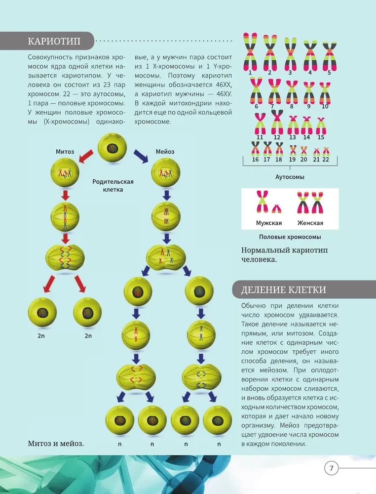 Всё о теле человека