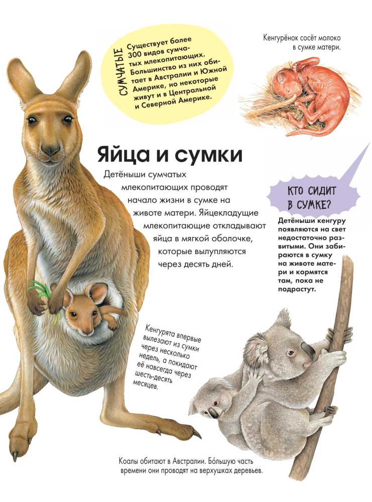 Животные