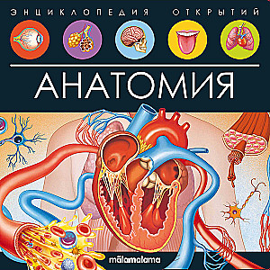 Анатомия