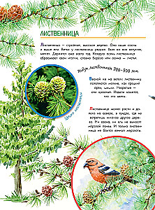 Что такое? Кто такой?