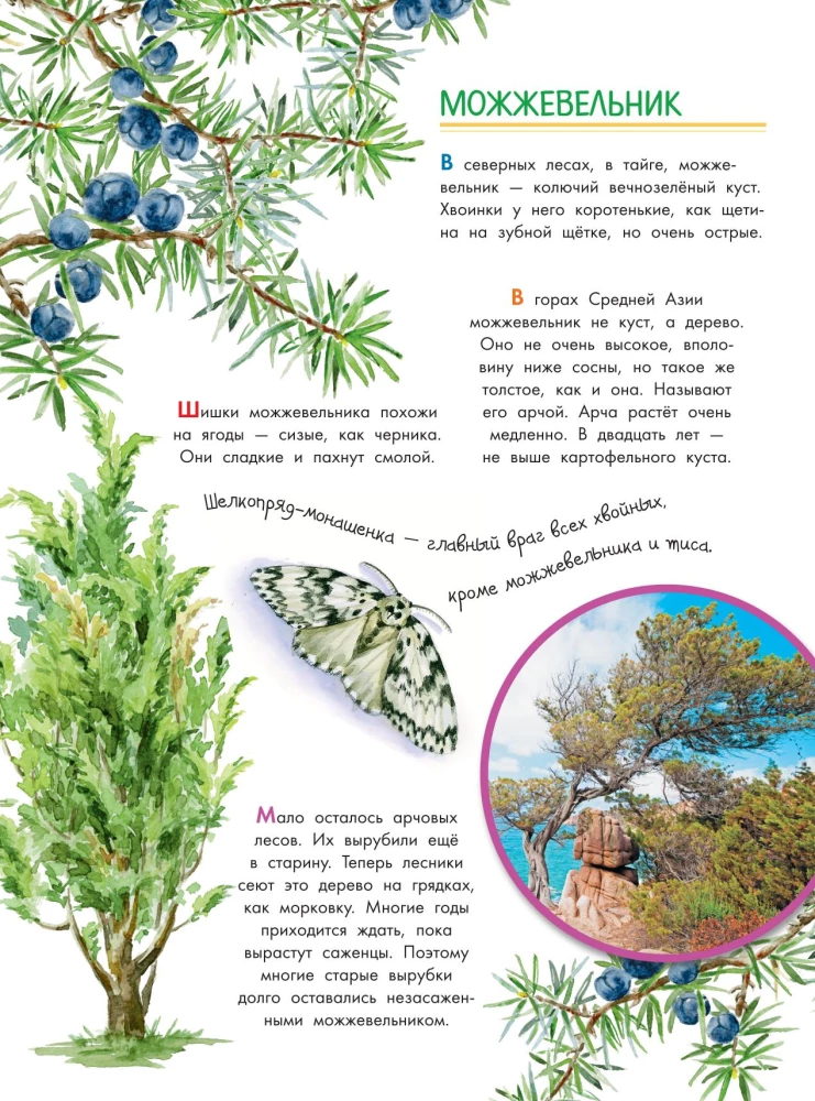 Что такое? Кто такой?