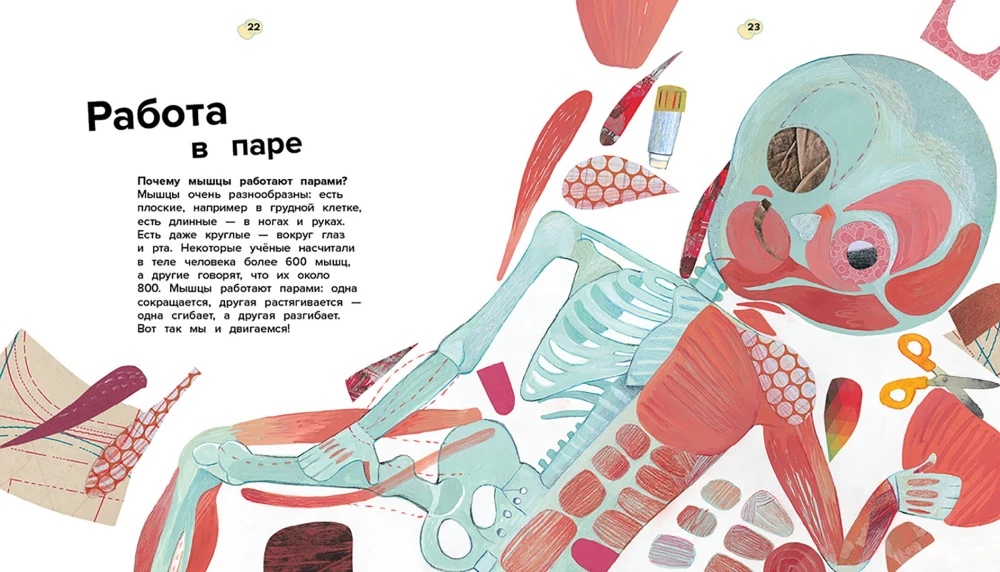 Cilvēka ķermenis. 44 pārsteidzoši fakti par cilvēka ķermeni