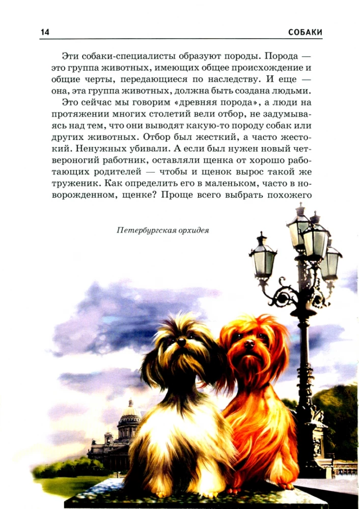 Собаки