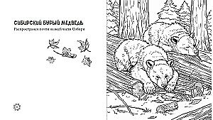 Чарующие краски России. Страницы нежности и красоты
