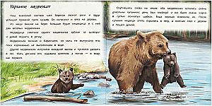 Хитрый лис и умная уточка