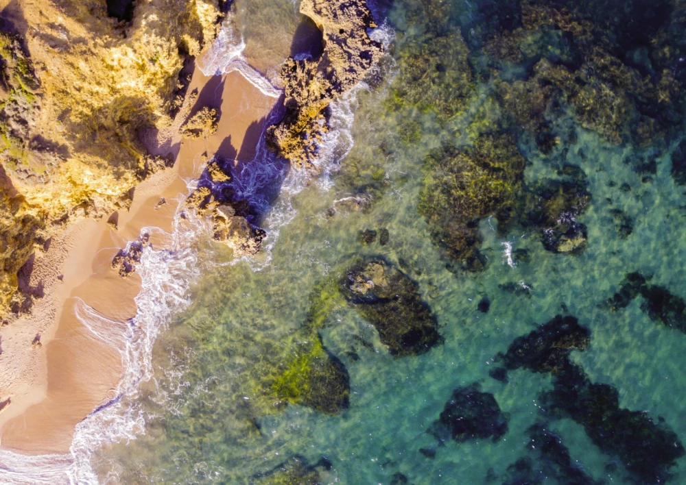Pazlis - Via Terra. Bondi Beach