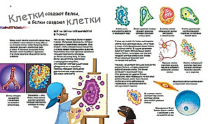 X un Y, meitene vai zēns?