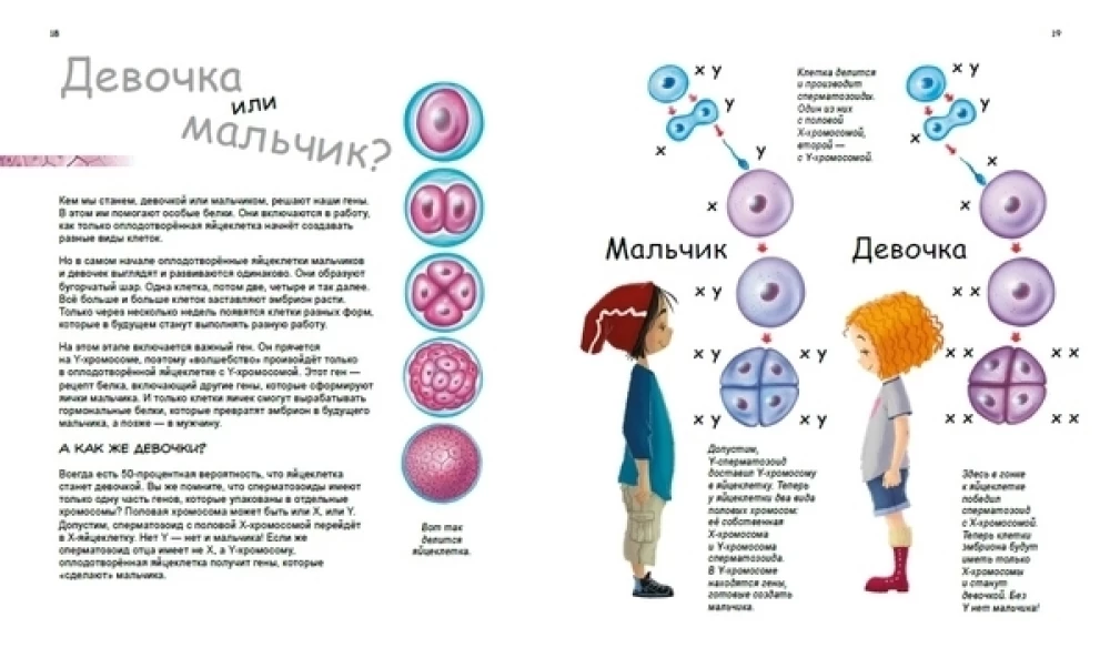 X un Y, meitene vai zēns?