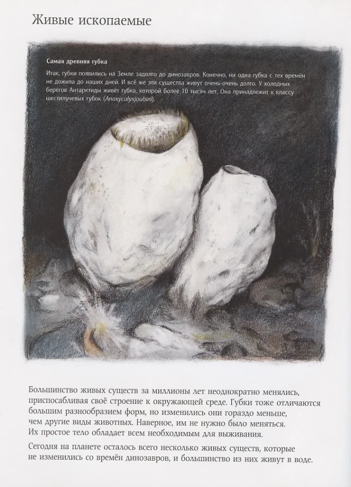 Dabas brīnums. Jūras sūkļa stāsts