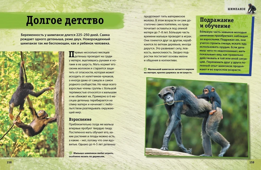 Dzīvnieku enciklopēdija. Pieaugušie un mazuļi