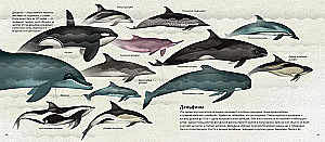 Мир морей