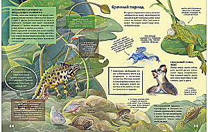 Секреты животных озера