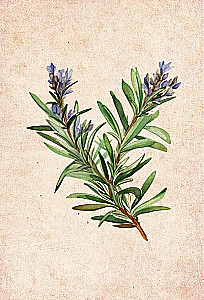 Eļļas. Emocionālā aromterapija sievietes liktenī