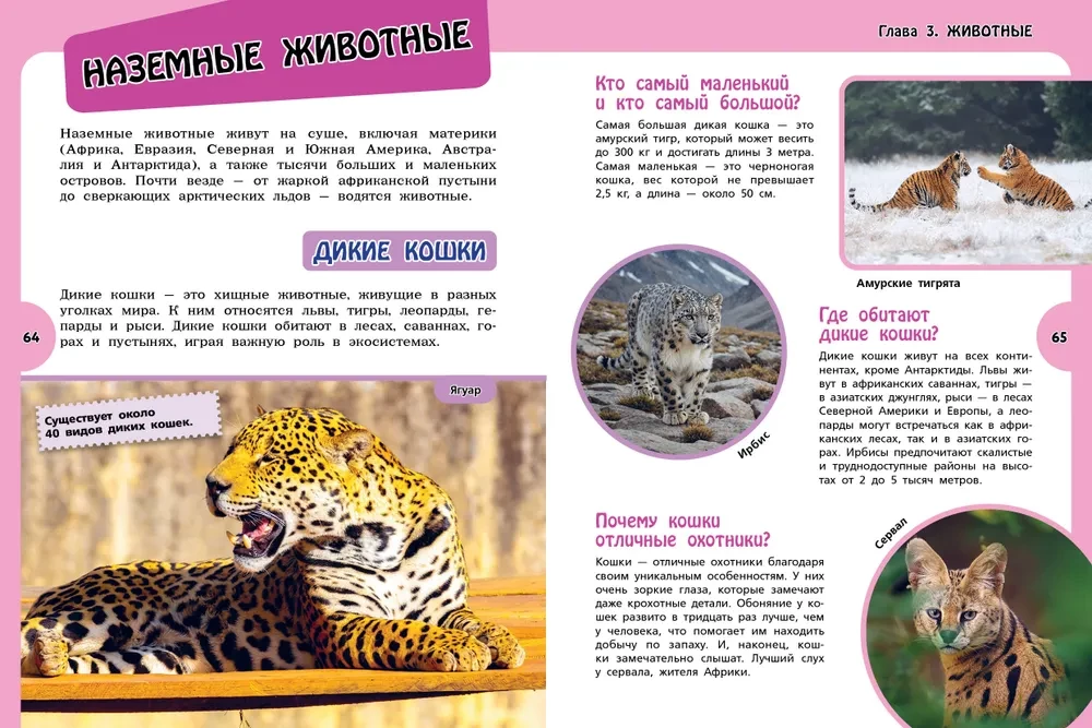 Большая книга для любознательных девчонок