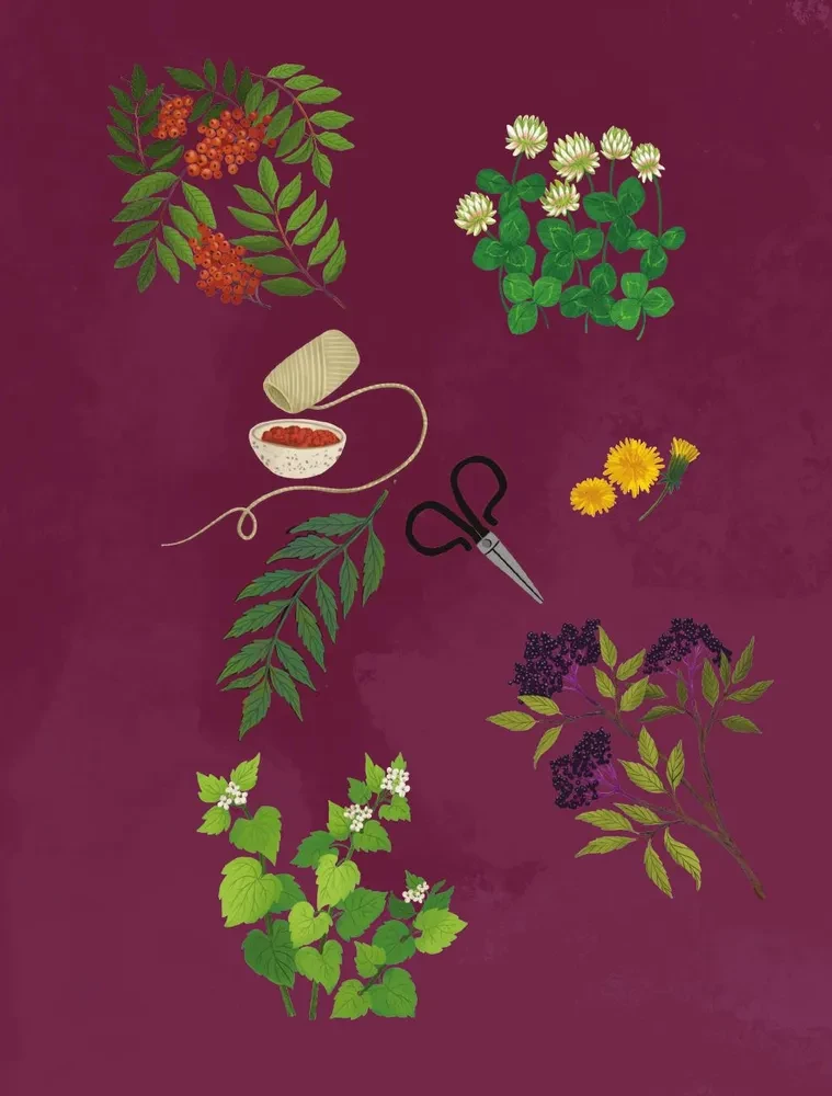 Zāles. Maģiskie krājumi. Ilustrēts ceļvedis par burvju augu vākšanu un sagatavošanu, to derīgajām īpašībām un sezonālajiem rituāliem