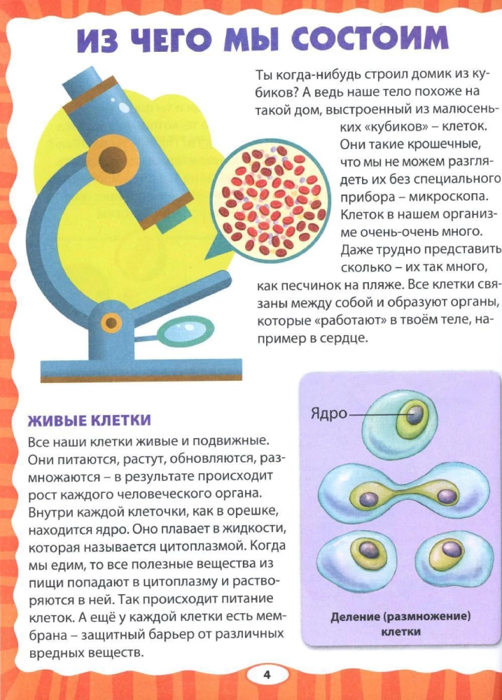 Анатомия для детей. Как устроено твоё тело