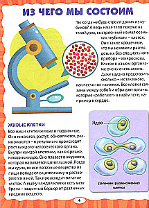 Анатомия для детей. Как устроено твоё тело