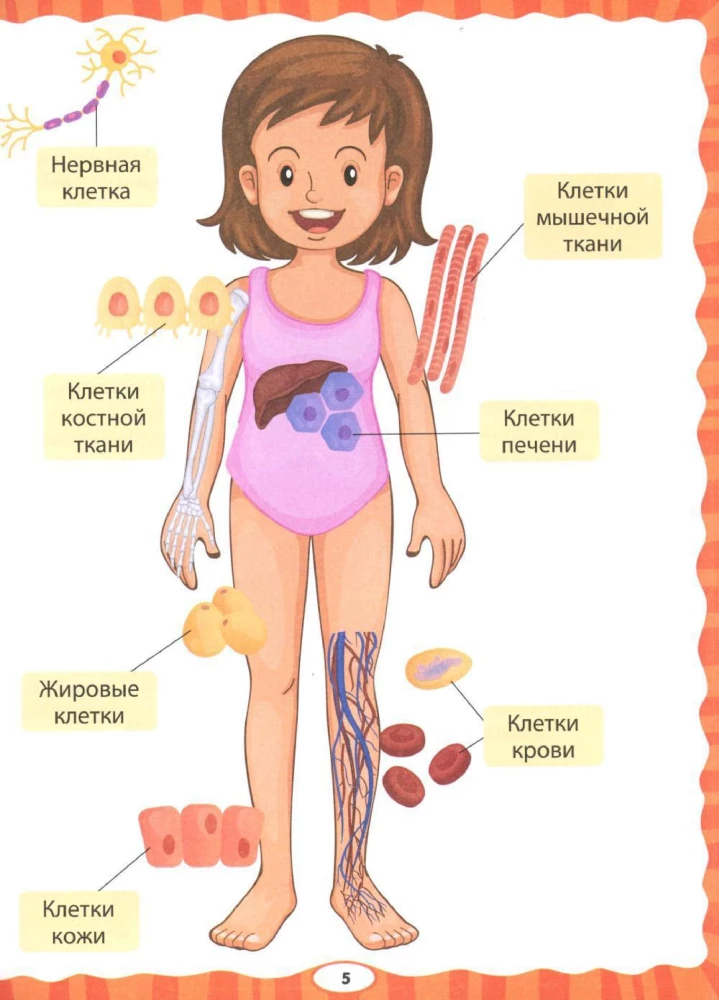 Анатомия для детей. Как устроено твоё тело