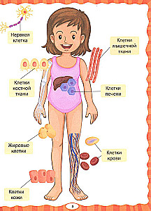Анатомия для детей. Как устроено твоё тело