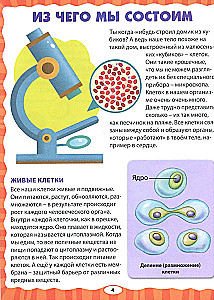 Тело человека. Первая энциклопедия для малышей
