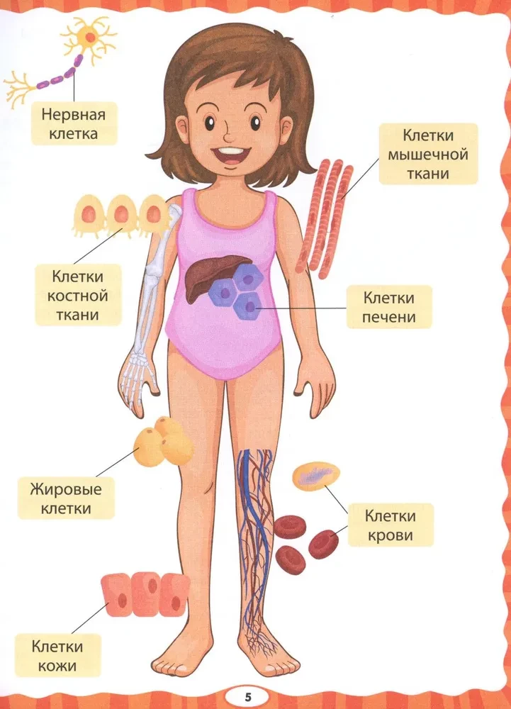 Тело человека. Первая энциклопедия для малышей