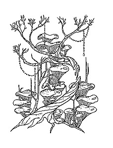 Laika alķīmija. Krāsošana-meditācija