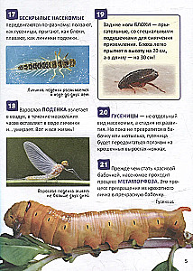 Kukaiņi
