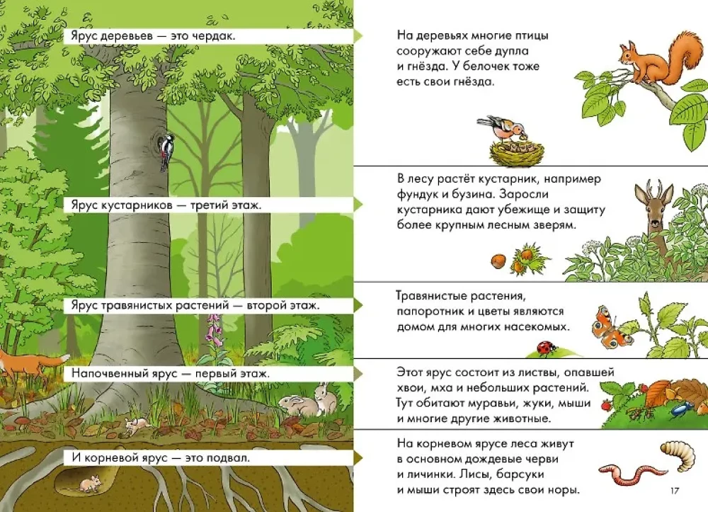 Комиксы с Конни. Лесные детективы